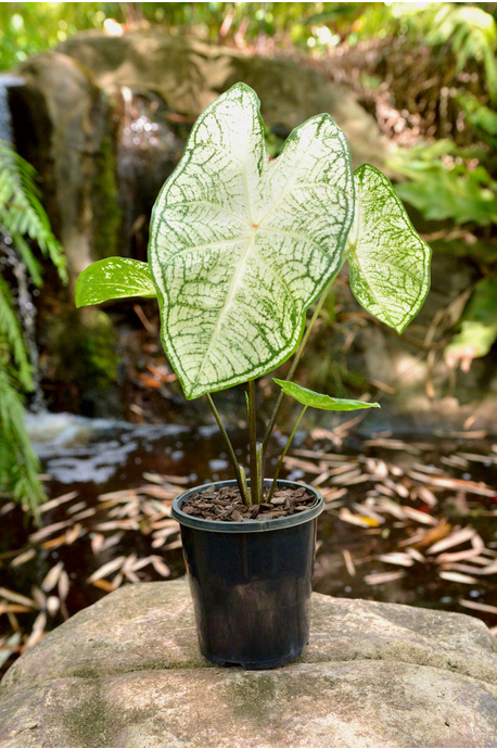 Caladium bicolor 'Moonie'
