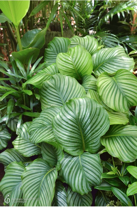 Calathea orbifolia