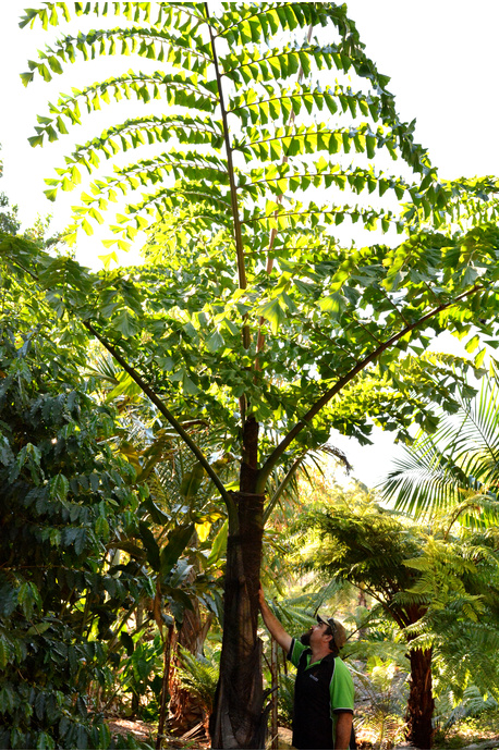 Caryota gigas