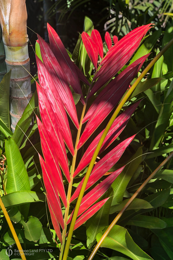 Chambeyronia macrocarpa 'Hookerii' (Blonde Flamethrower Palm)