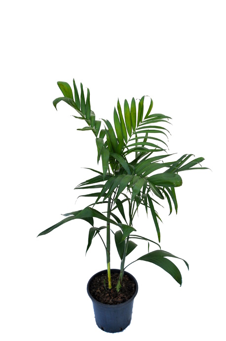 Chamaedorea seifrizii 'Florida'