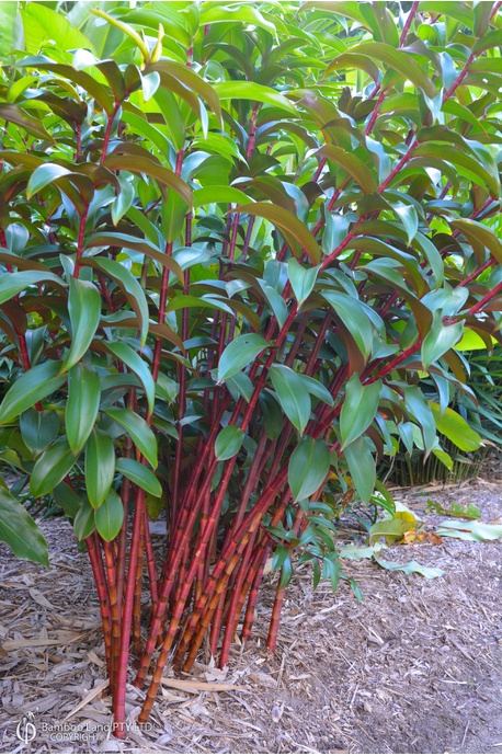 Cheilocostus speciosus 'Red Stem'