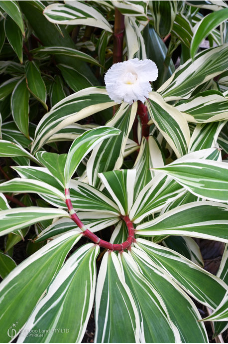 Cheilocostus speciosus 'Variegated Crepe Ginger'