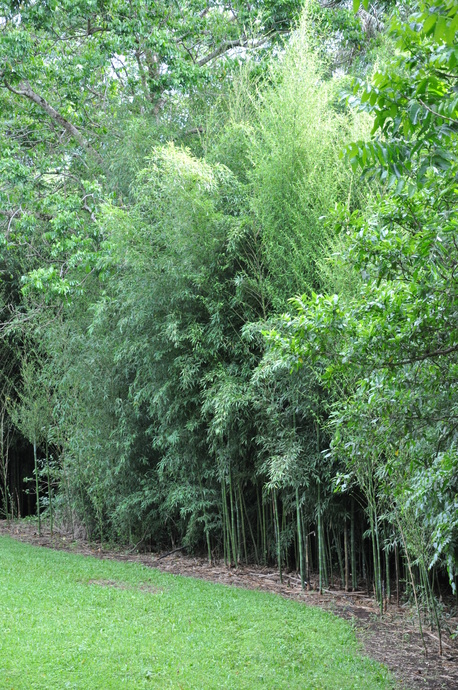 Chimonobambusa quadrangularis (Square Bamboo)