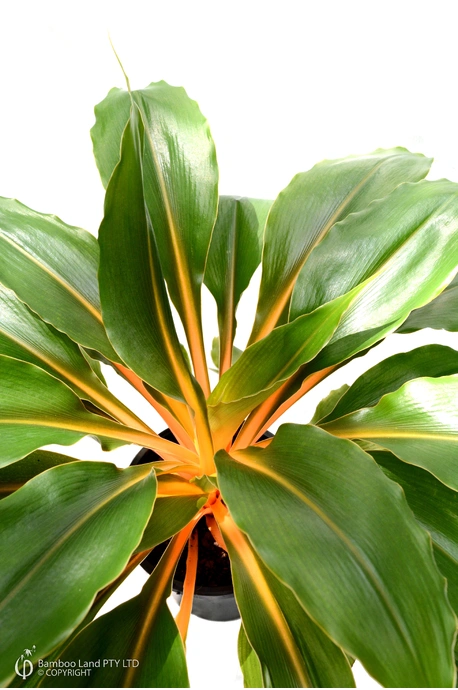 Chlorophytum orchidastrum (Fire Flash)