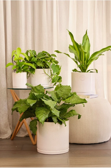 Stipple Cylinder Pot - Set of 4 - White