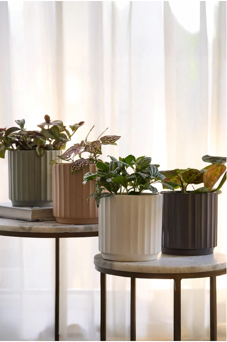 Cedar Tapered Cylinder Pot - White - Set of 3