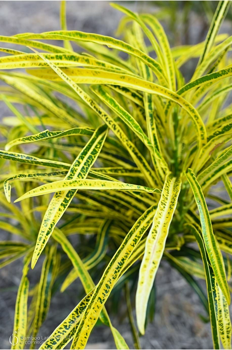 Codiaeum variegatum 'Angustissimum' - 180mm pot
