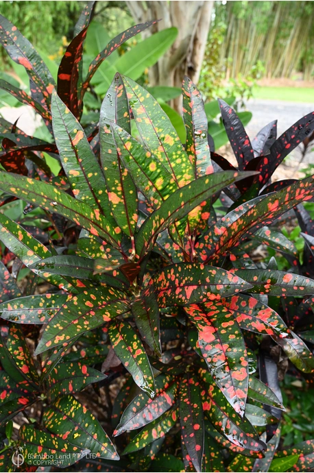 Codiaeum variegatum 'Captain Kidd' - 125mm pot