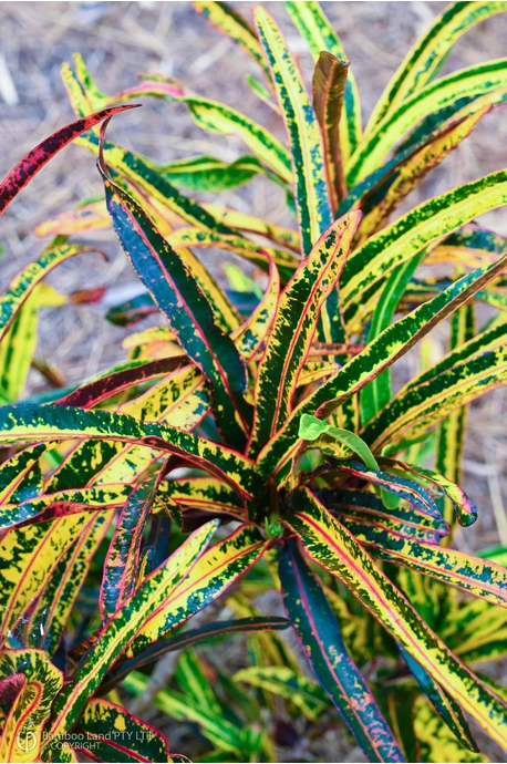 Codiaeum variegatum 'Firecracker'