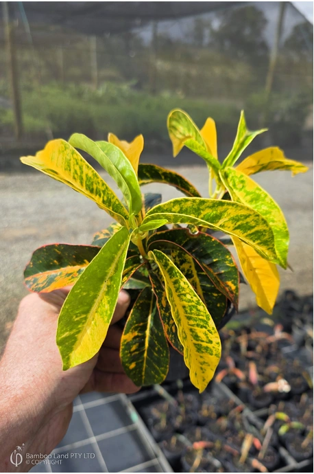 Codiaeum variegatum 'Joseph's Coat'