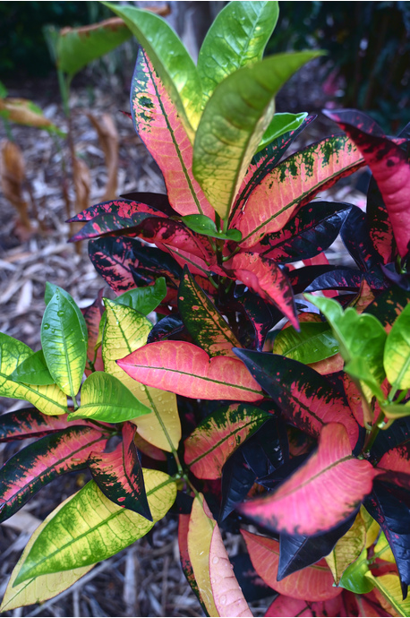 Codiaeum variegatum (Croton Mrs Iceton)