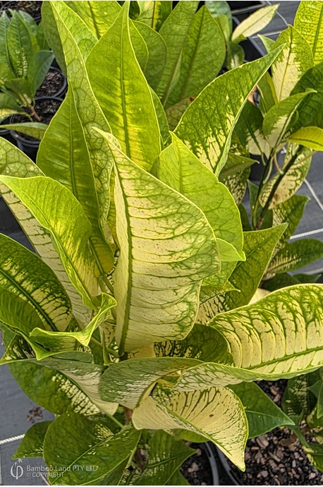 Codiaeum variegatum (Croton Mrs Iceton - Yellow)