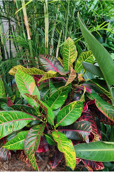 Codiaeum variegatum 'Petra' - 125mm pot