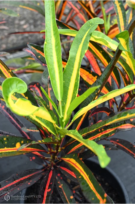 Codiaeum variegatum 'Reliance'