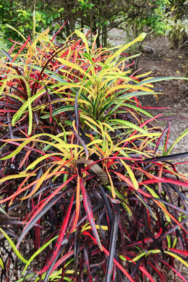 Codiaeum variegatum 'Zanzibar'