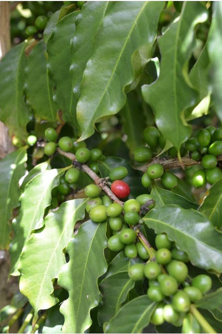 Coffea arabica (Arabica Coffee Tree)