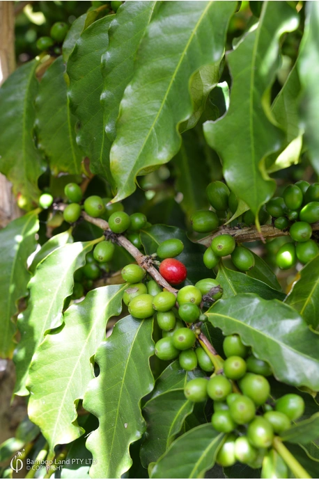 Coffea arabica (Arabica Coffee Tree)