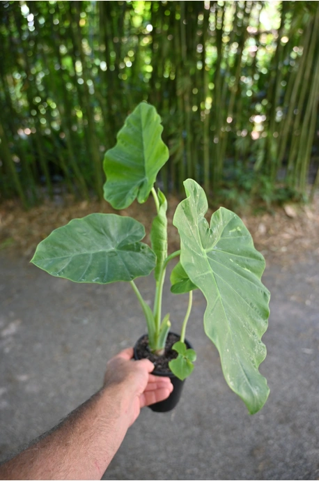 palm leaf plant Cat Palm  Hey Rooted