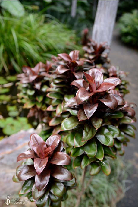 Cordyline compacta - 125mm pot