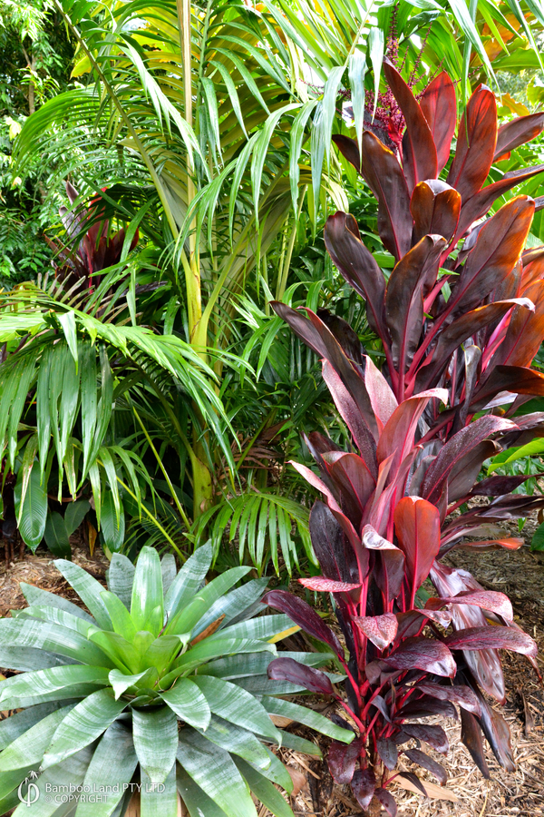 Cordyline fruticosa 'Firebrand' - 300mm pot
