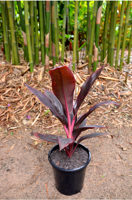 Cordyline fruticosa 'Firebrand' - 180mm pot