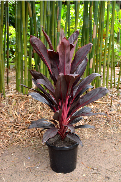 Cordyline fruticosa 'Firebrand' - 300mm pot