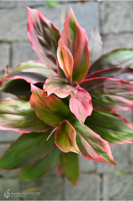 Cordyline fruticosa 'I'm Blushing' - 180mm pot