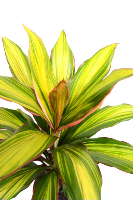 Cordyline fruticosa 'Kiwi' - 180mm pot