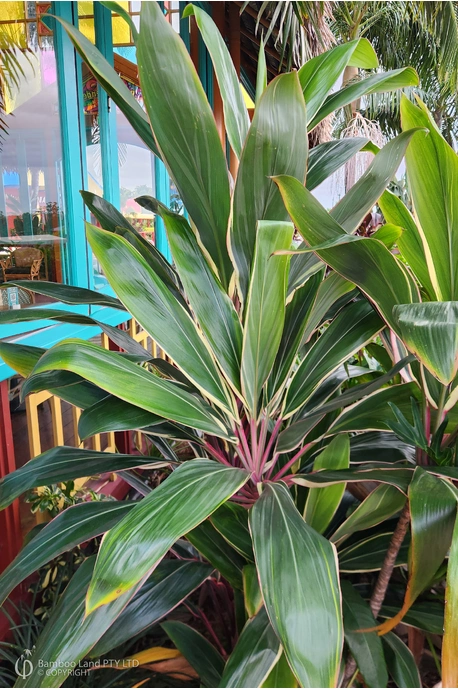 Cordyline fruticosa 'Pink Diamond'