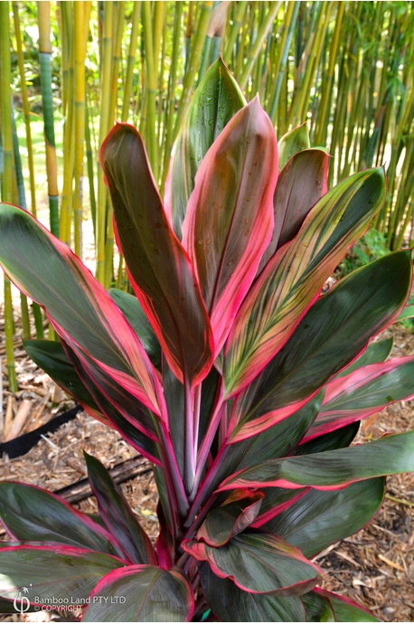 Cordyline fruticosa 'Rosemount Red' - 180mm pot