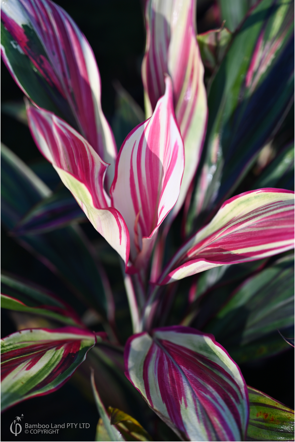 Cordyline fruticosa 'Superb'