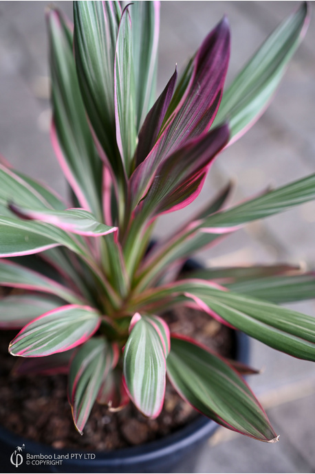 Cordyline glauca 'Pink Joy' - 125mm pot