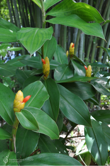 Costus 'Belize Yellow'