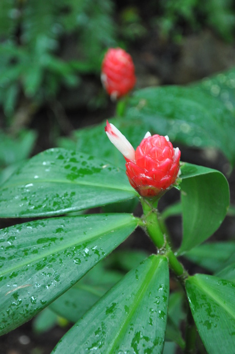 Costus chartaceus
