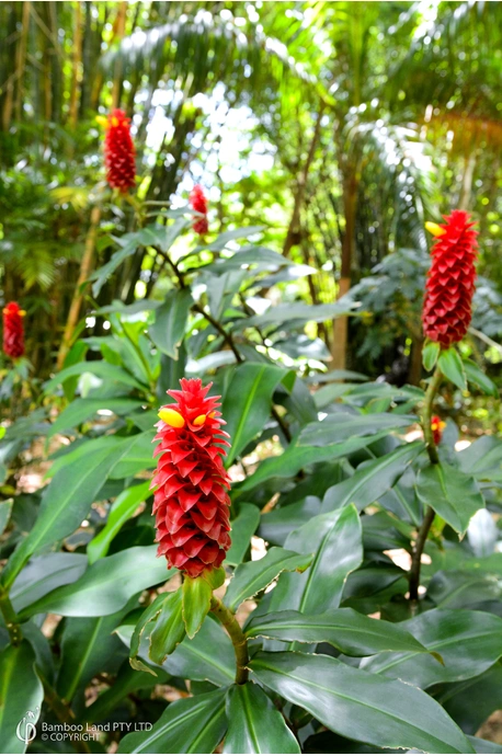 Costus comosus (Red Tower Ginger)
