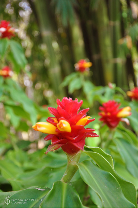 Costus comosus X productus (Phoenix)