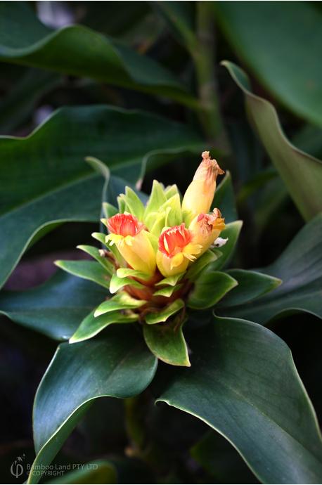 Costus 'Midori Magic'