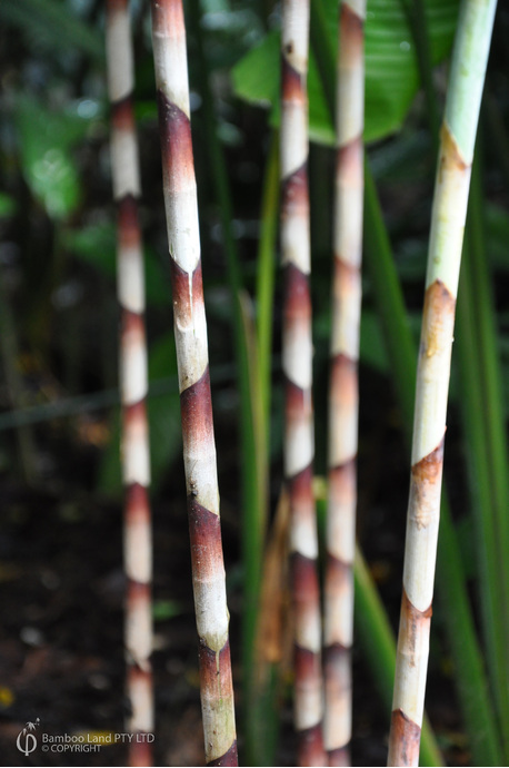 Costus stenophyllus (Bamboo Ginger) - 180mm pot