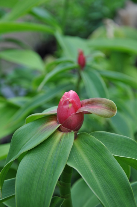 Costus woodsonii (French Kiss)