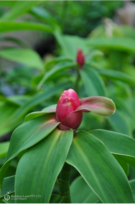 Costus woodsonii (French Kiss)