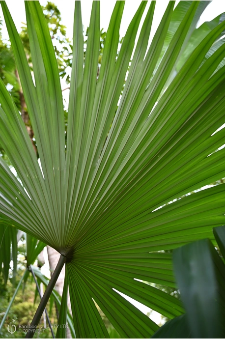 Cryosophila warscewiczii (Silver Star Palm) - 250mm pot
