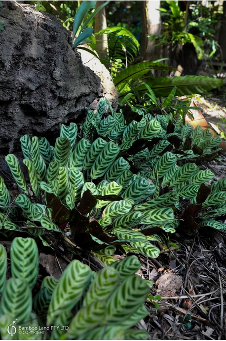 Ctenanthe burle-marxii