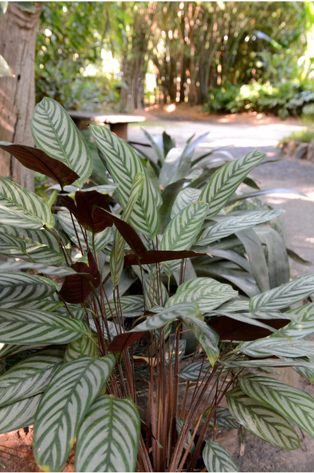 Ctenanthe setosa