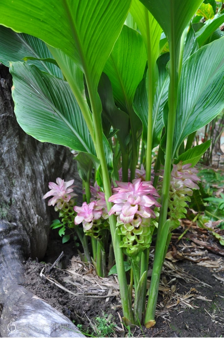 Curcuma australasica (Cape York Lily)