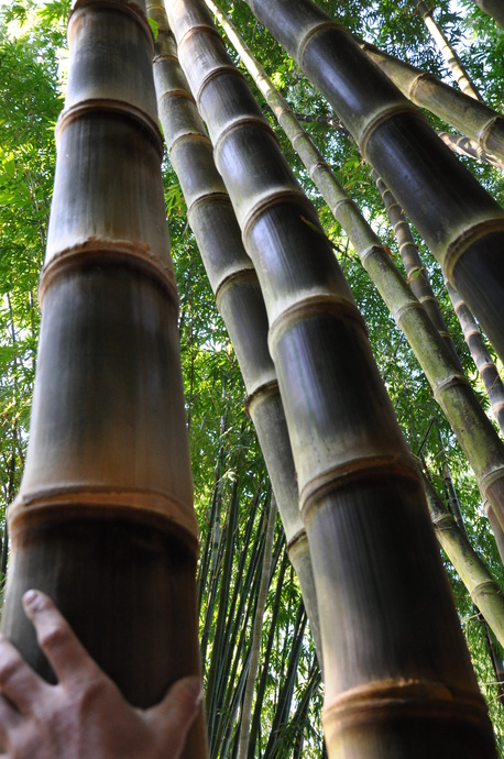 Dendrocalamus asper cv. 'Hitam' (Black Asper or Betung Hitam)