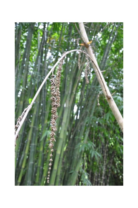 Dendrocalamus giganteus (Giant Bamboo) - 5 litre bag
