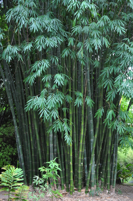 Dendrocalamus latiflorus - 5 litre bag