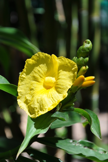 Dimerocostus strobilaceous 'Yellow'