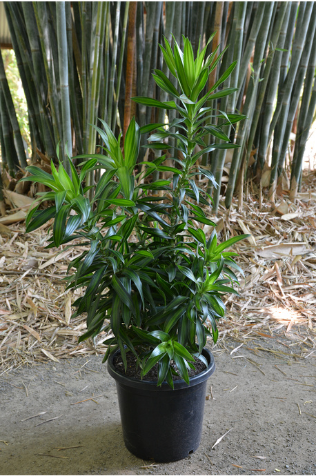 Dracaena reflexa (Song of Jamaica)